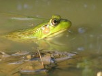 <i>Rana clamitans</i> (Green Frog)