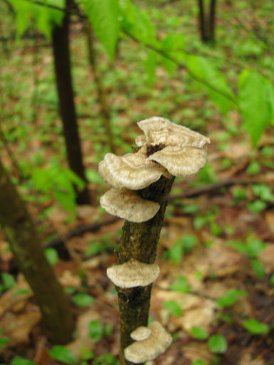 Fungus on a stick